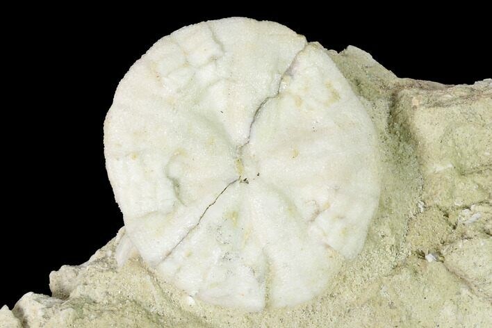 Fossil Sand Dollar (Astrodapsis) on Sandstone - California #144527